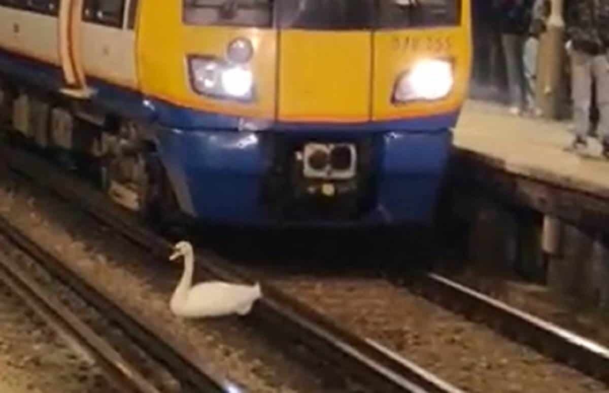 Frena cisne servicio de trenes suburbanos en Londres