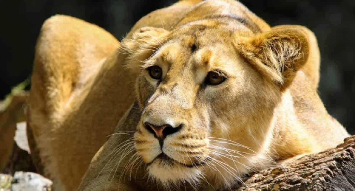 Mata leona a guardia de zoológico