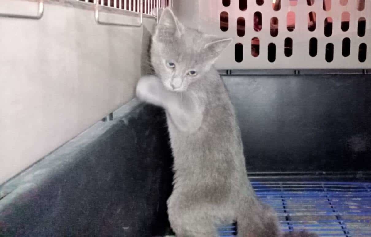 Rescatan a gatito en letrero de supermercado en Monterrey