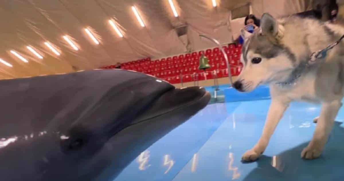 Tiene husky emotivo encuentro con delfines