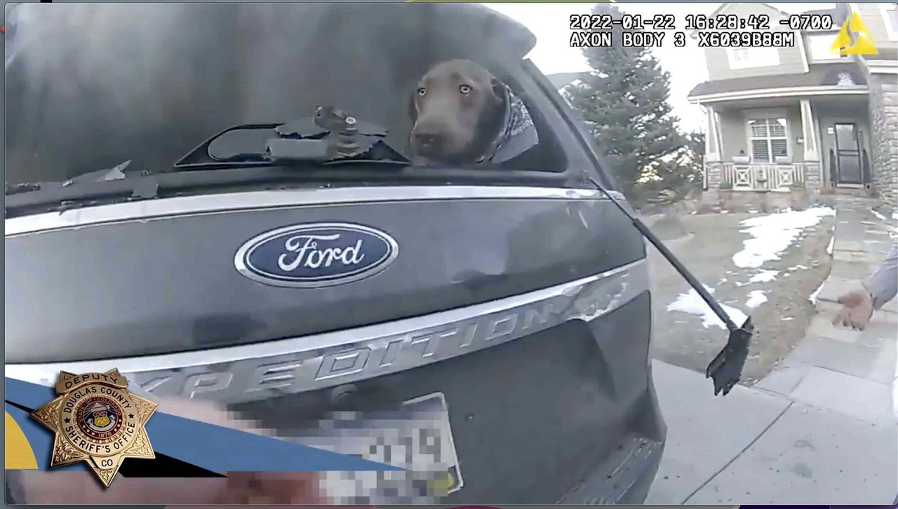VIDEO: “Solo entré y lo agarré': Salva policía a perro en incendio de auto