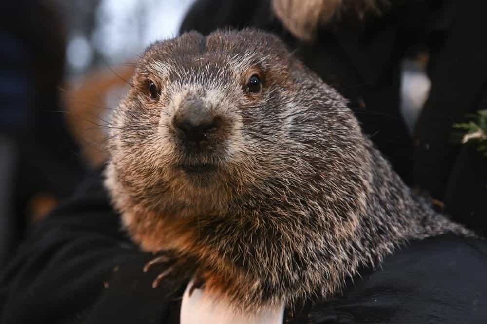 Día mundial de la marmota