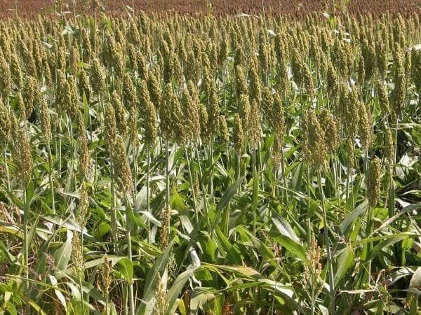 Temen campesinos de Matamoros perder cosechas de sorgo por el frío