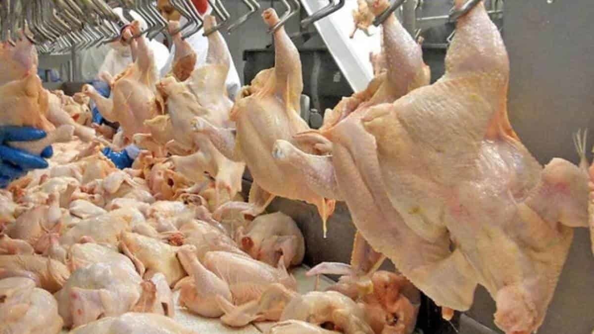 Suspenderá México ingreso de productos avícolas de EU por influenza aviar