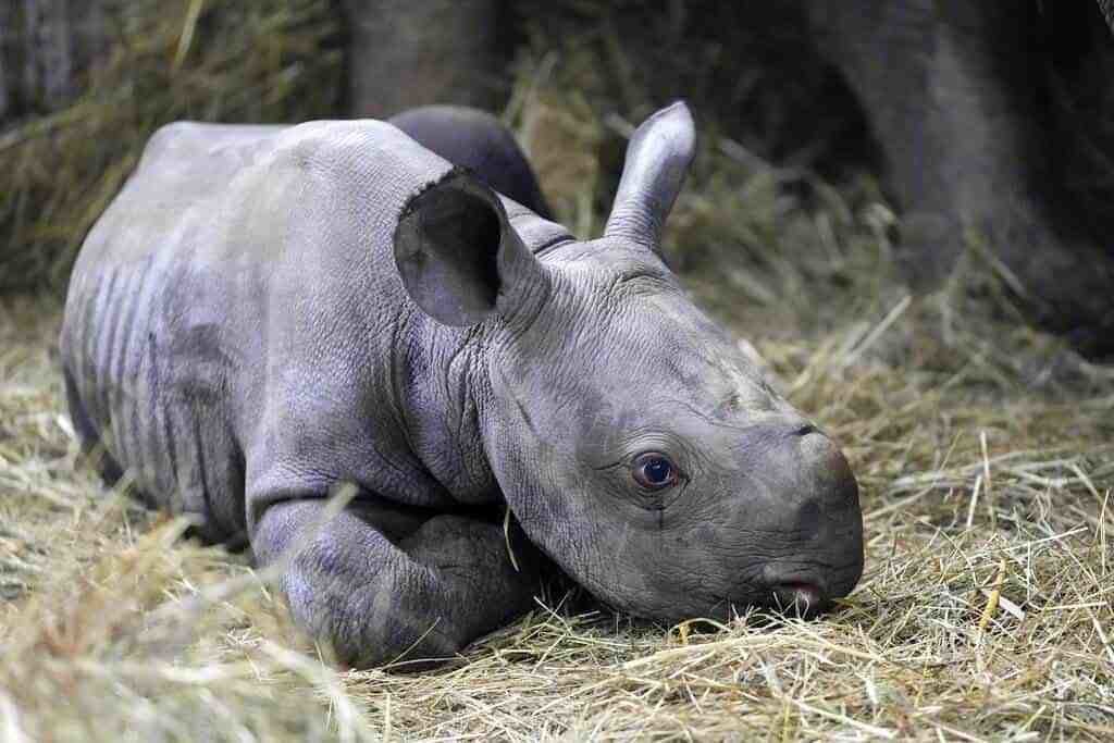 Nombran 'Kiev' a cría de rinoceronte nacido en zoológico