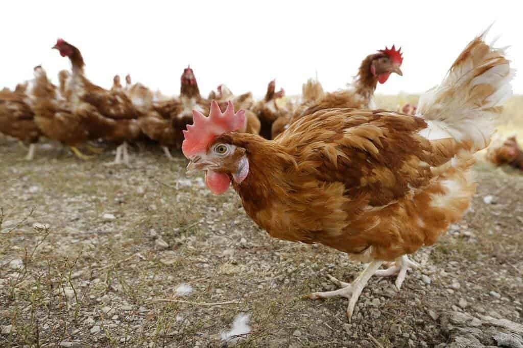 ¿Por qué Iowa sacrificará 5 millones de gallinas?