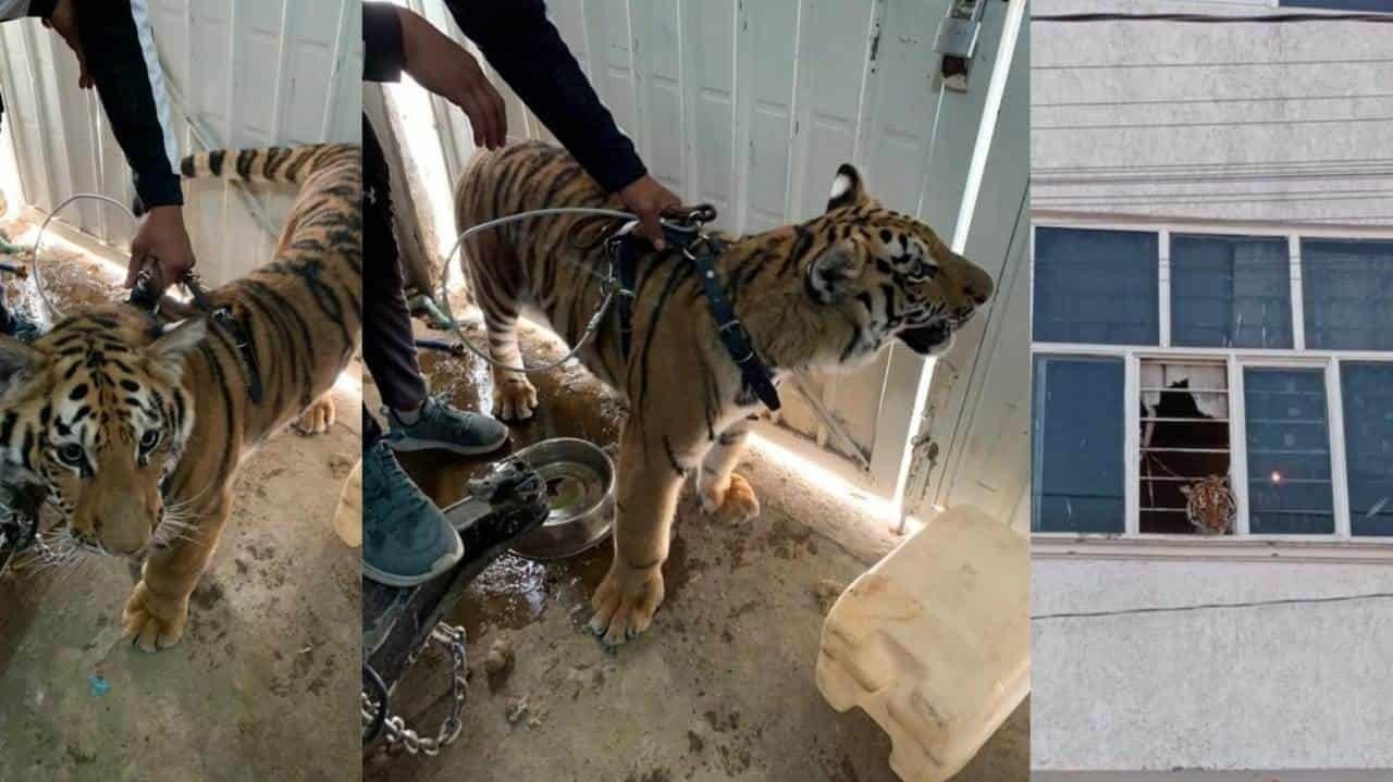 Rescatan a tigre de bengala encerrada en un departamento