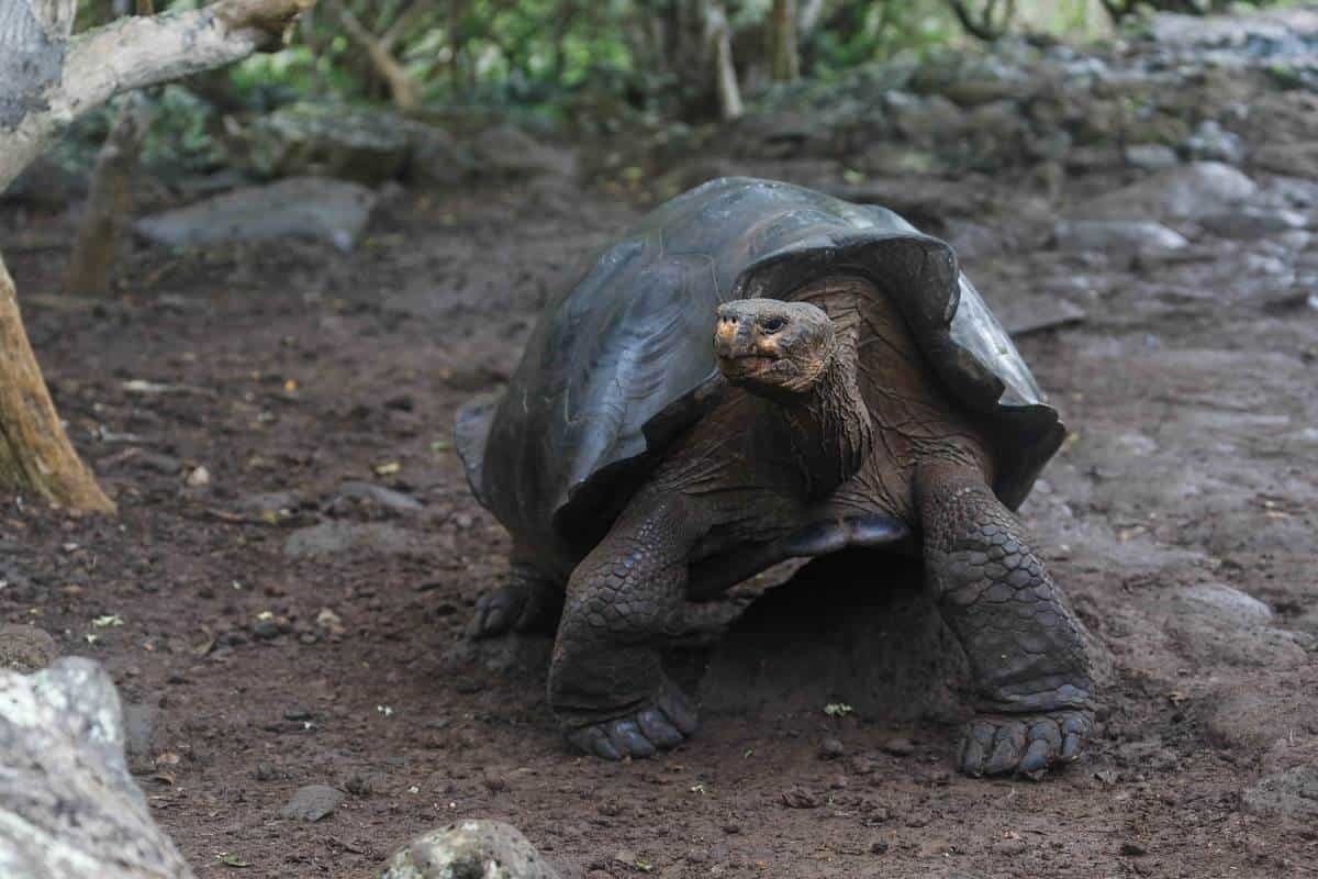 Reaparece tortuga gigante que se creía extinta en Islas Galápagos