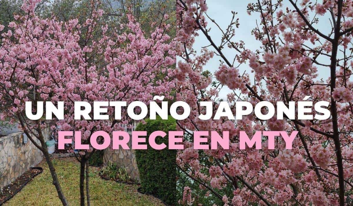 Árbol de cerezo logra florecer en Monterrey, ¡no solo en Japón!