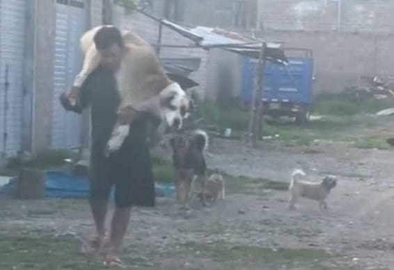 “Cuando los pirañas del barrio molestan a tu bebé”; hombre carga a su perro