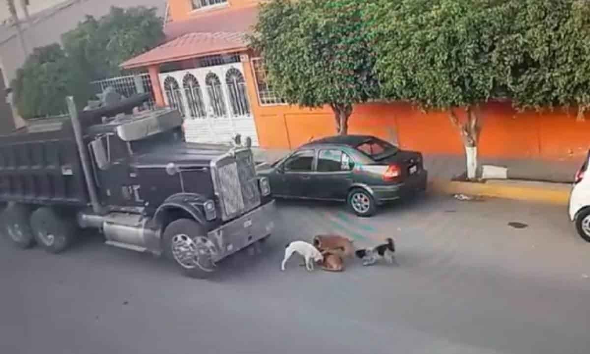 VIDEO: Embisten a 5 perritos sin remordimiento; matan a 2