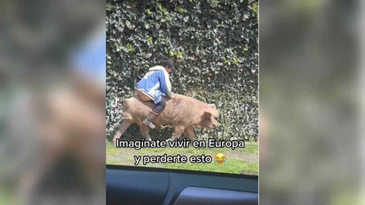 Sorprende niño montando un cerdo en Tik Tok