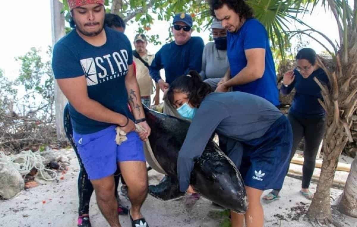 Mueren 3 orcas pigmeas varadas en costas de Yucatán