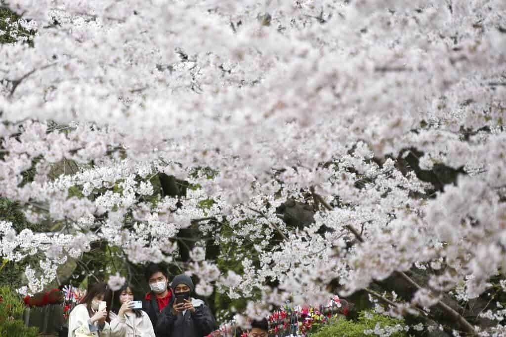 ¡Pausa al COVID-19! Florece Japón con cerezos en flor