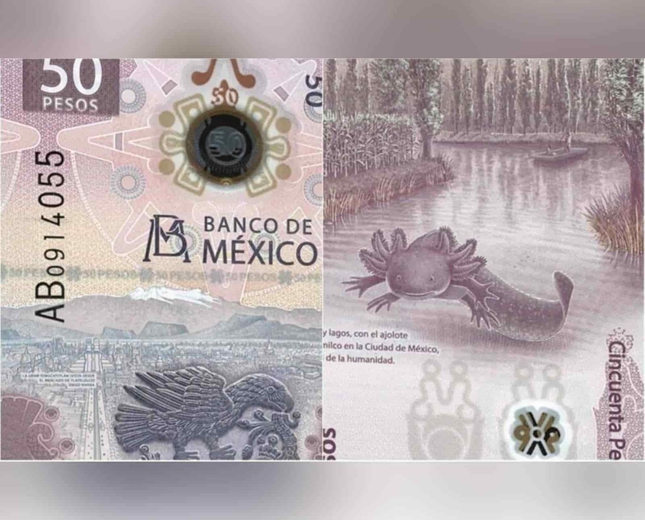 ¡Es el más bello! Con el ajolote, México obtiene premio al billete del año