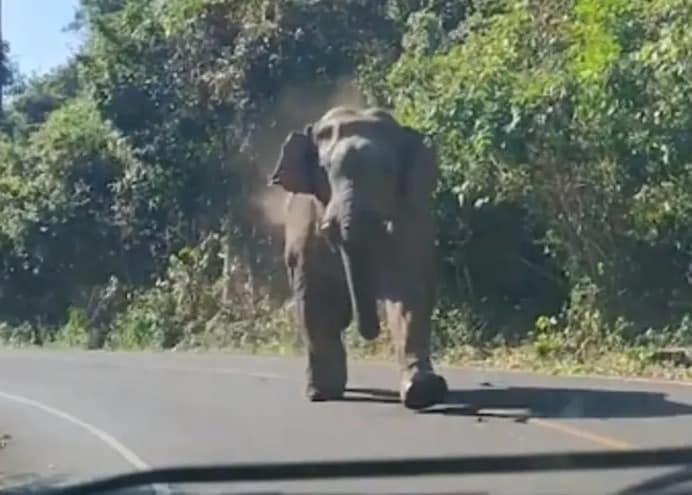 ¡Terror en Uganda! Elefante mata a investigador colombiano