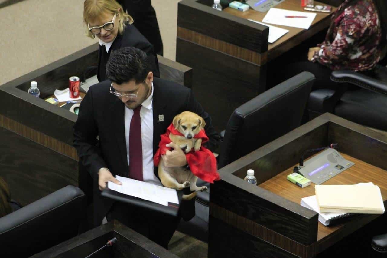 Fiscalía de Tamaulipas contará con perito veterinario para atender maltrato