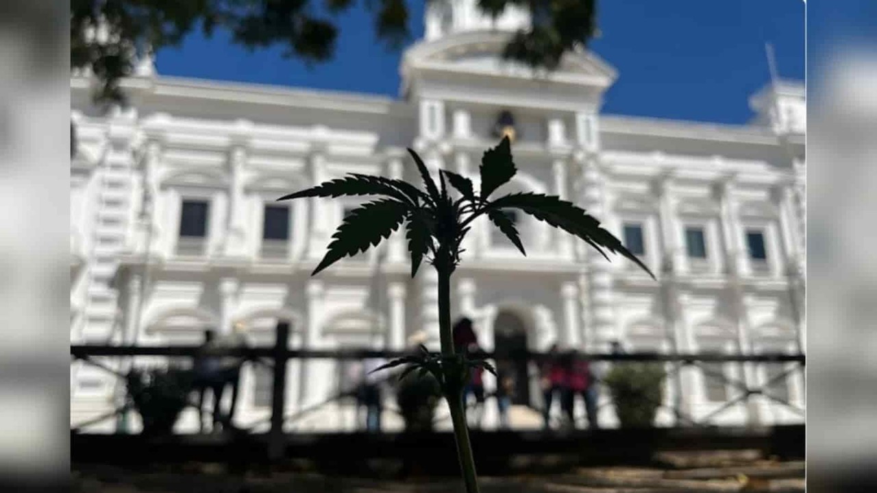 Siembran activistas plantas de cannabis en Palacio de Gobierno de Sonora