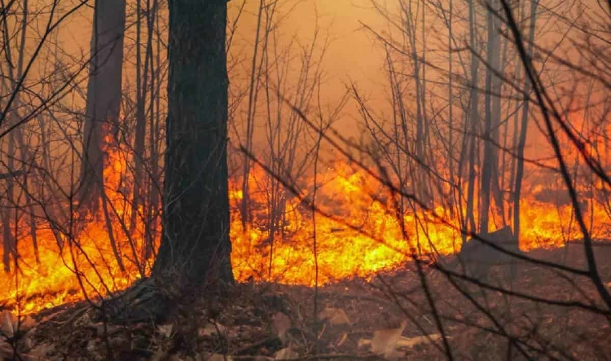 Arrasa incendio forestal con 150 hectáreas en Arteaga, Coahuila