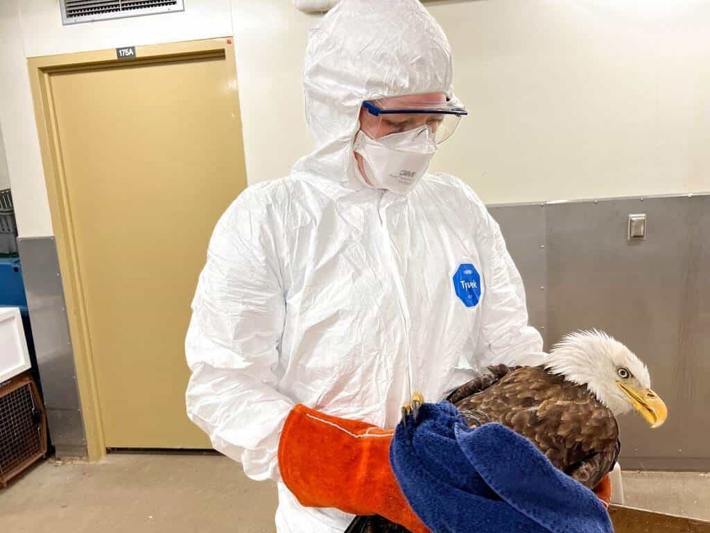 Mata gripe aviar a águilas calvas en Estados Unidos