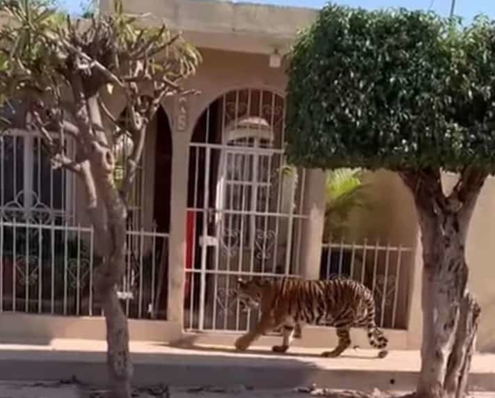 Tigre de bengala es captado recorriendo las calles de Nayarit
