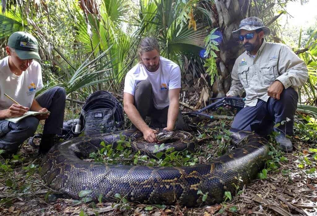 Capturan en Florida a pitón de Birmania de casi 100 kilos
