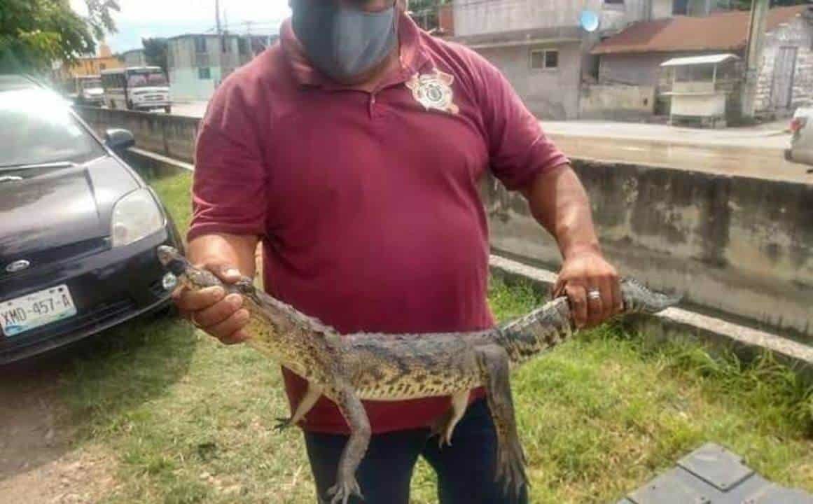 Capturan bomberos a crías de cocodrilos que salen de lagunas de Tamaulipas