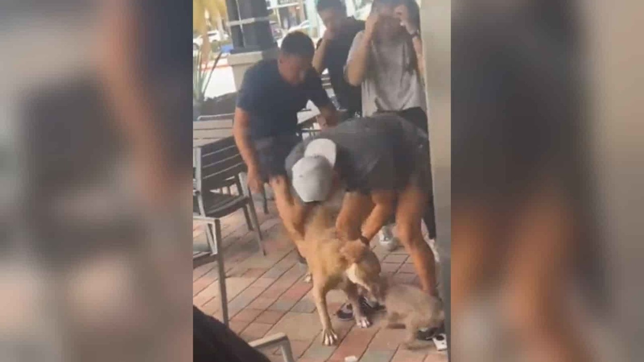 ¡Ataca sin piedad! Pitbull casi mata a cachorro en restaurante