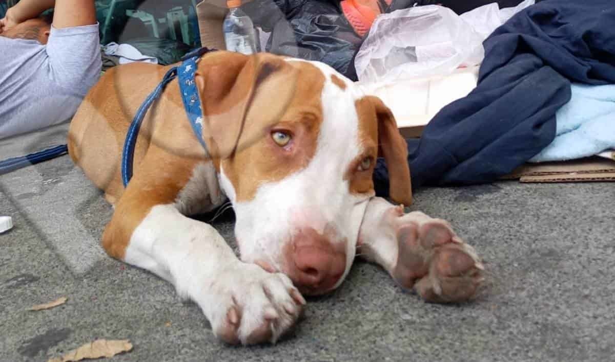 Max, el 'perro migrante' necesita un veterinario