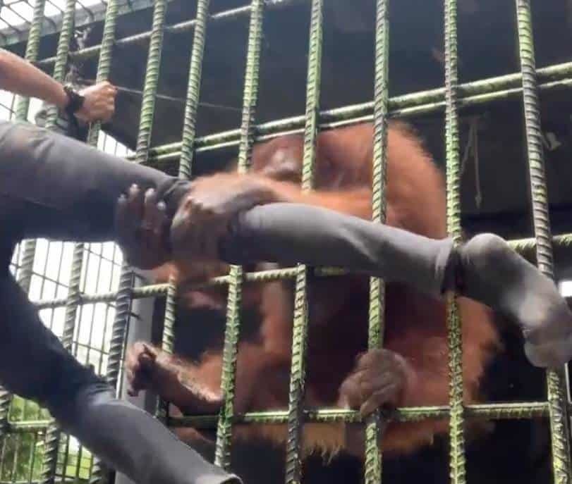 ¡Solo lo quería besar! Orangután ataca a hombre en zoológico