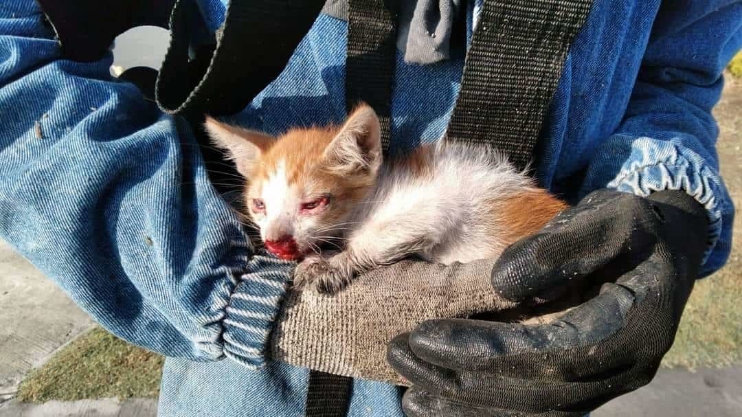 Rescata trabajador de Escobedo a gatito herido