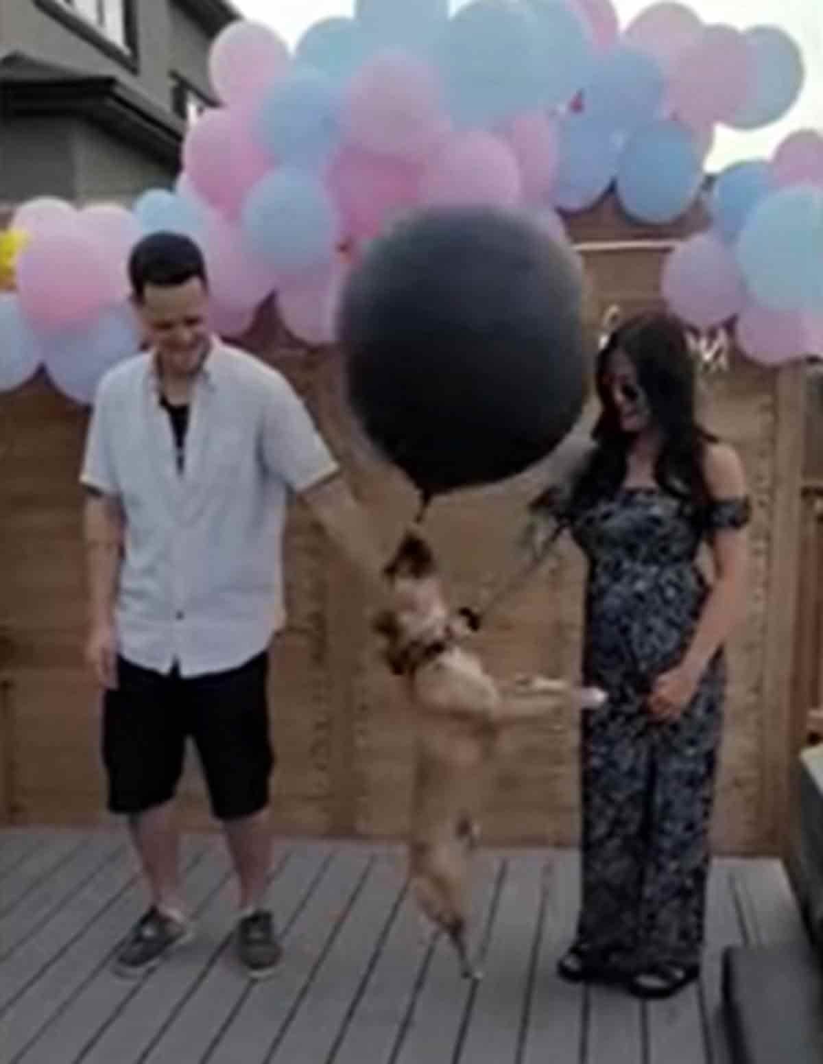 VIDEO:Perro estropea fiesta de revelación de sexo de bebé
