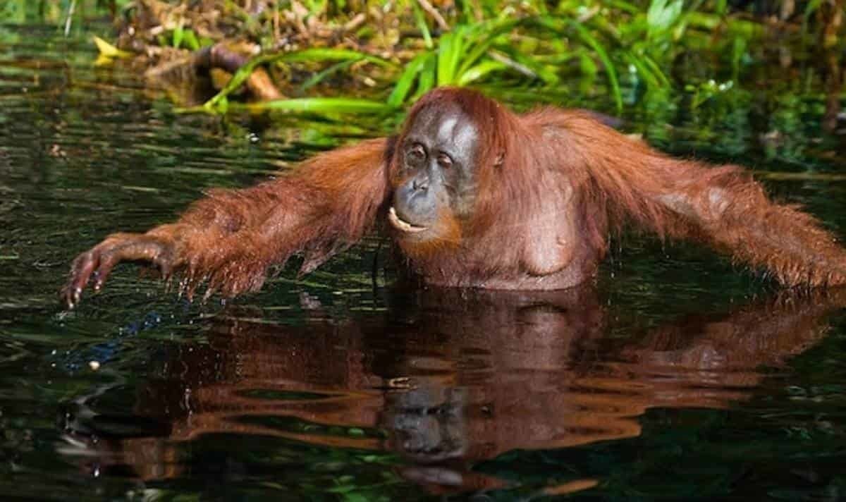 Salvan a orangután de morir ahogado en zoológico