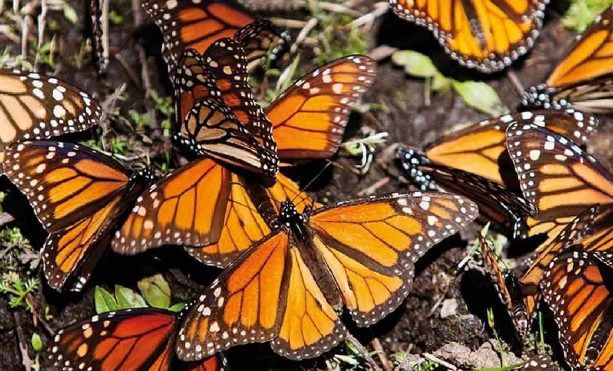 Mariposas monarca vuelan a la extinción; tienen 'disminución desgarradora'
