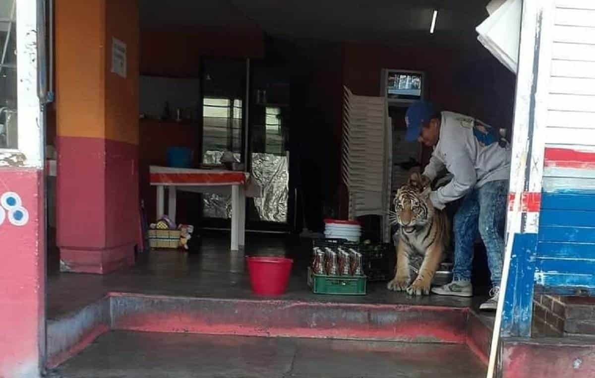 Se mete tigre a negocio de tacos en Hidalgo