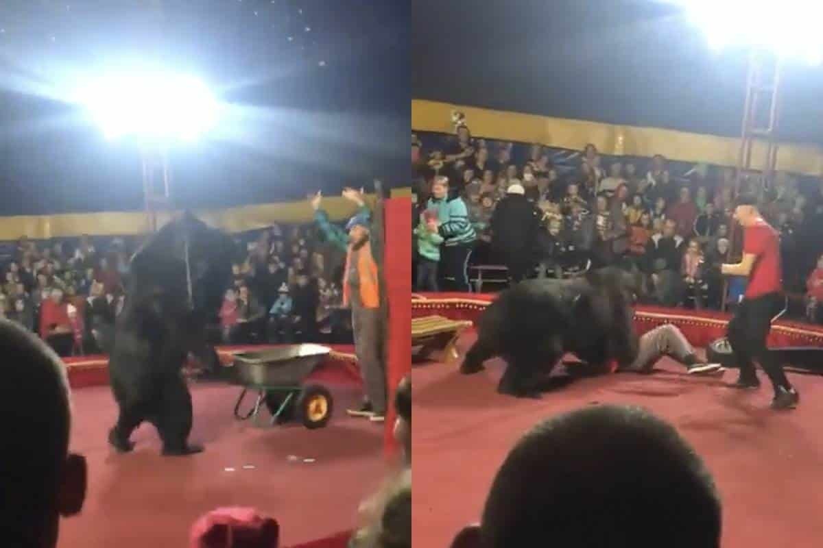 VIDEO: Ataca oso a domador en plena función de circo