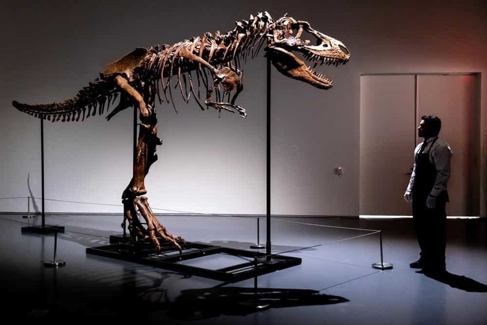 Subastará Sotheby’s gorgosaurio de hace 76 millones de años