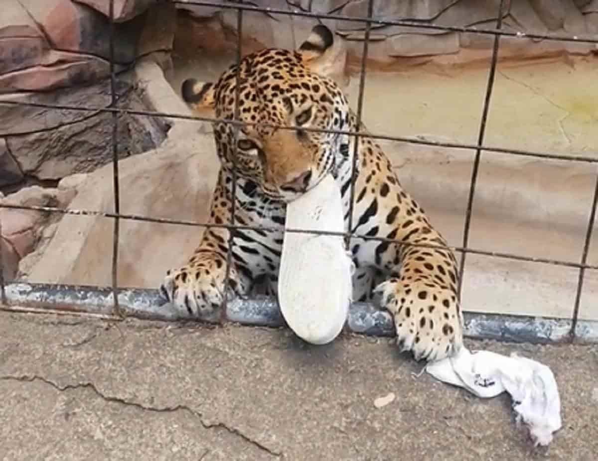 VIDEO: Ataca jaguar a adolescente en zoológico de León, Guanajuato