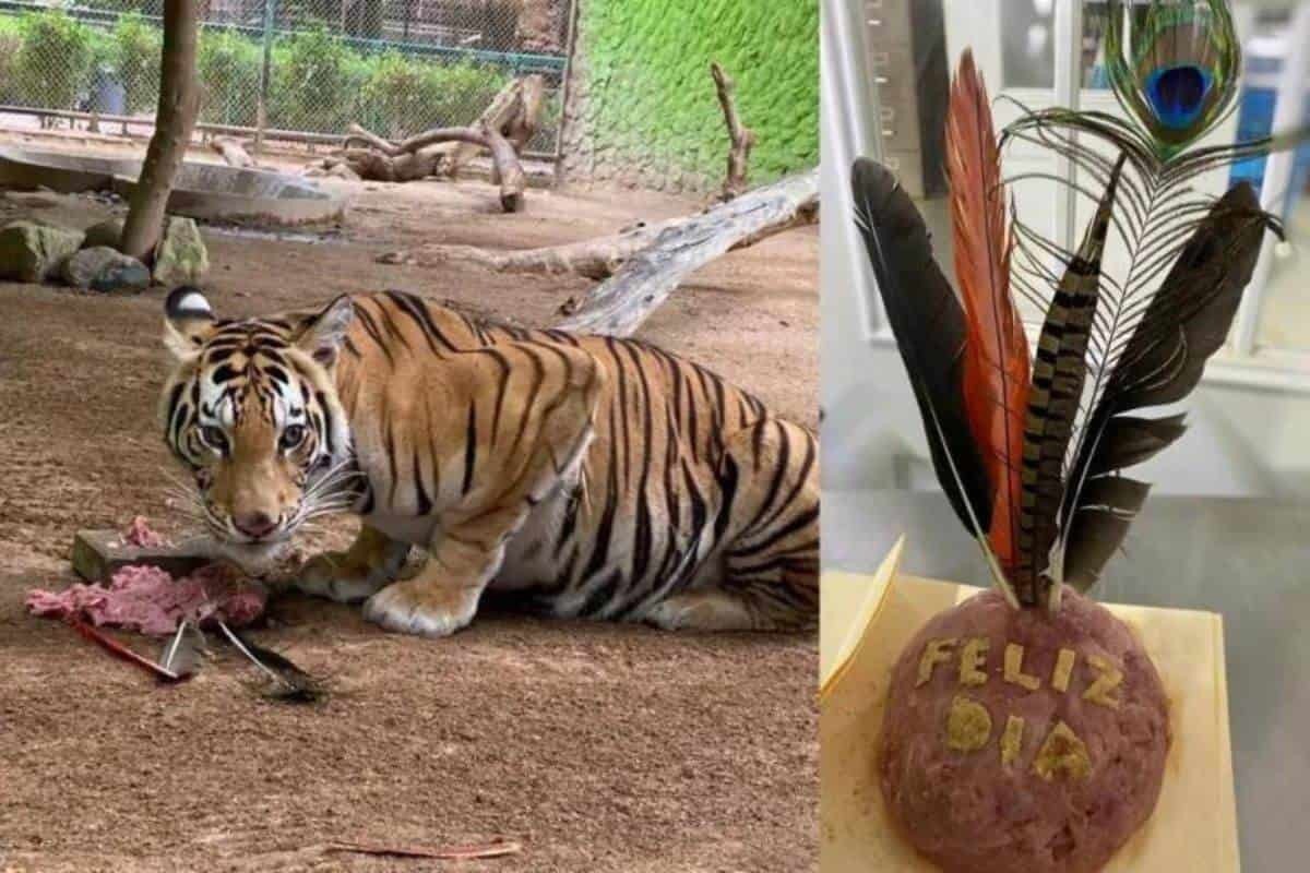 Tigre hembra recibe pastelito de carne en Día Mundial del Tigre