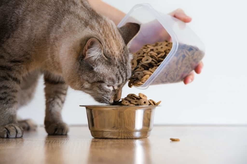 ¡Cuida alimentación de tus gatos! Alerta PROFECO por croquetas engañosas