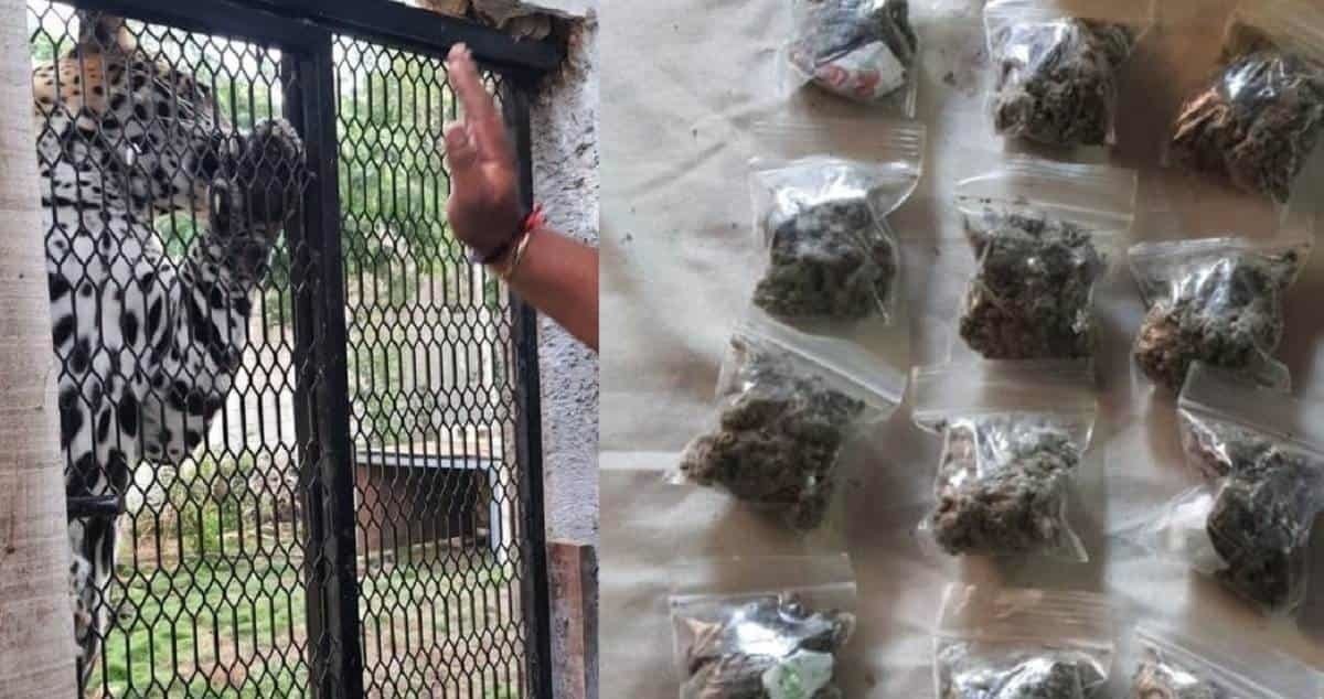 Aseguran drogas y animales exóticos en Cozumel