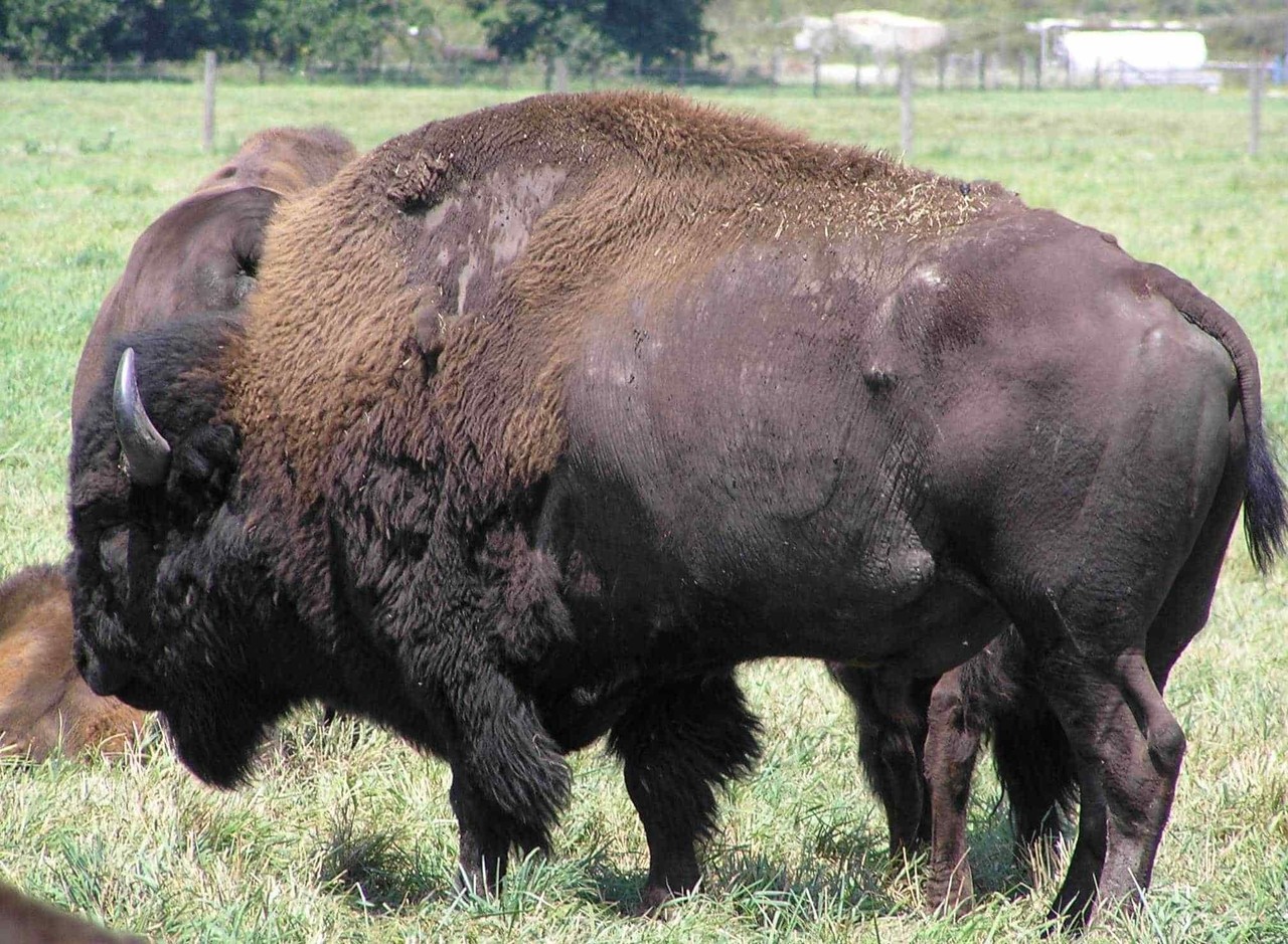 Policía mata a bisonte tras herir a agente en EU