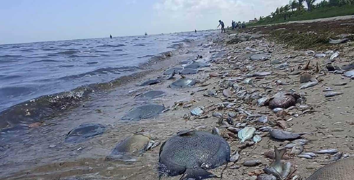 Marea roja deja miles de peces muertos en costas de Yucatán