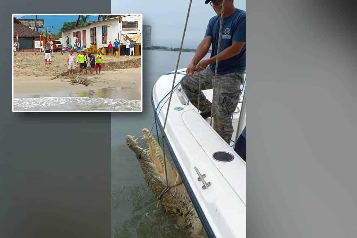 Atrapan a enorme cocodrilo en playas de Puerto Vallarta