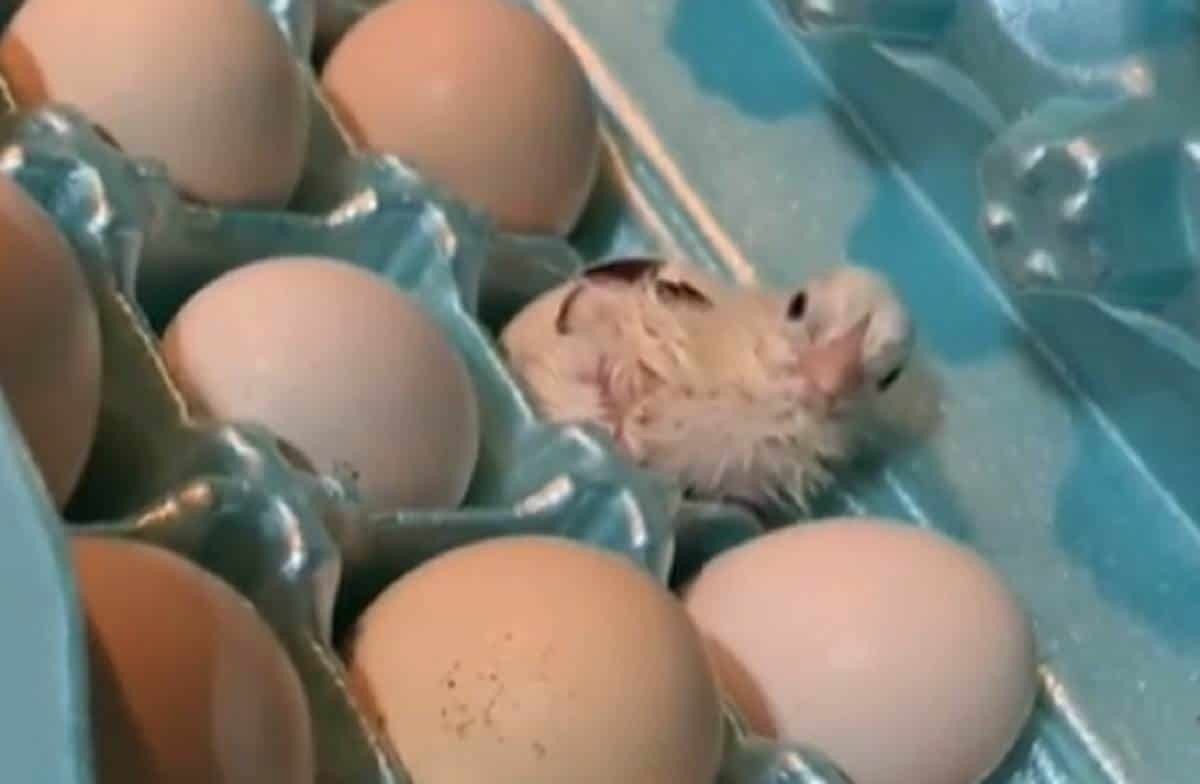 ¡El pollito pío! Encuentran un pollito en caja de huevos