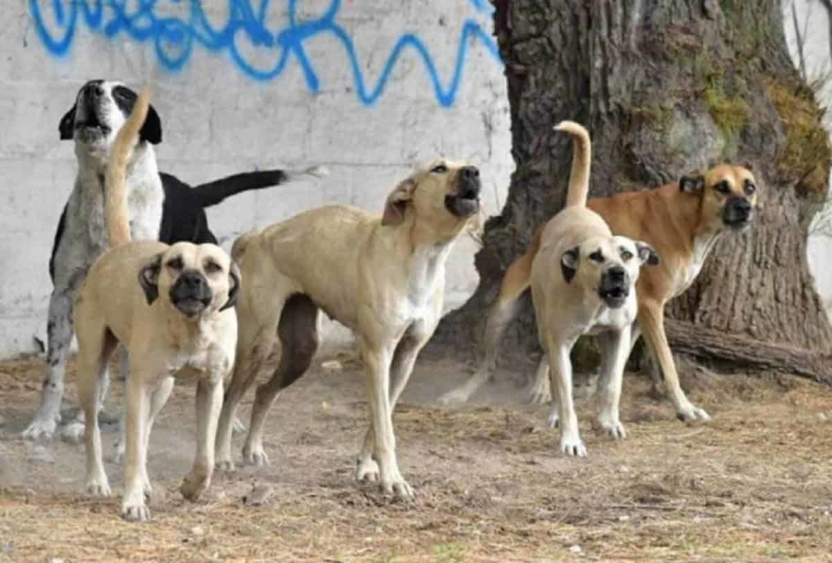 Perros callejeros atacan a niña de 1 año y 6 meses en el rostro