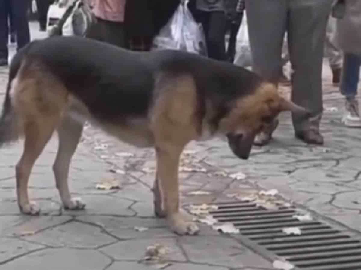 Perro callejero se viraliza al observar por horas una alcantarilla