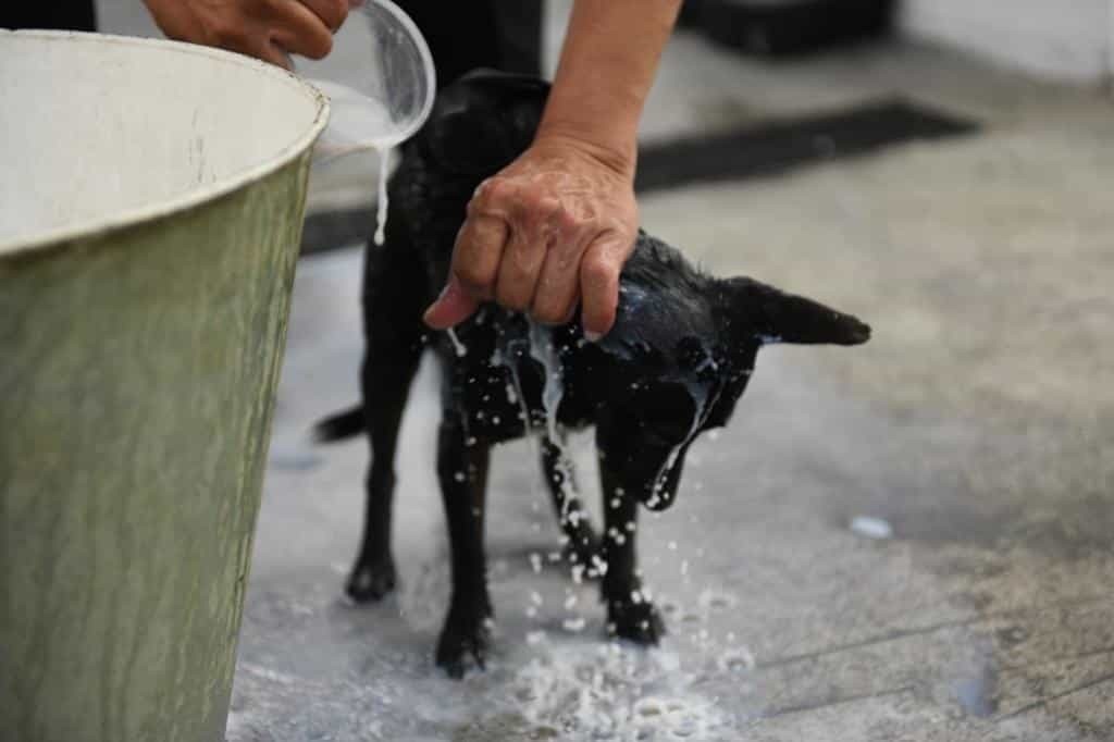 Anuncia Monterrey campaña de adopción de perros y gatos