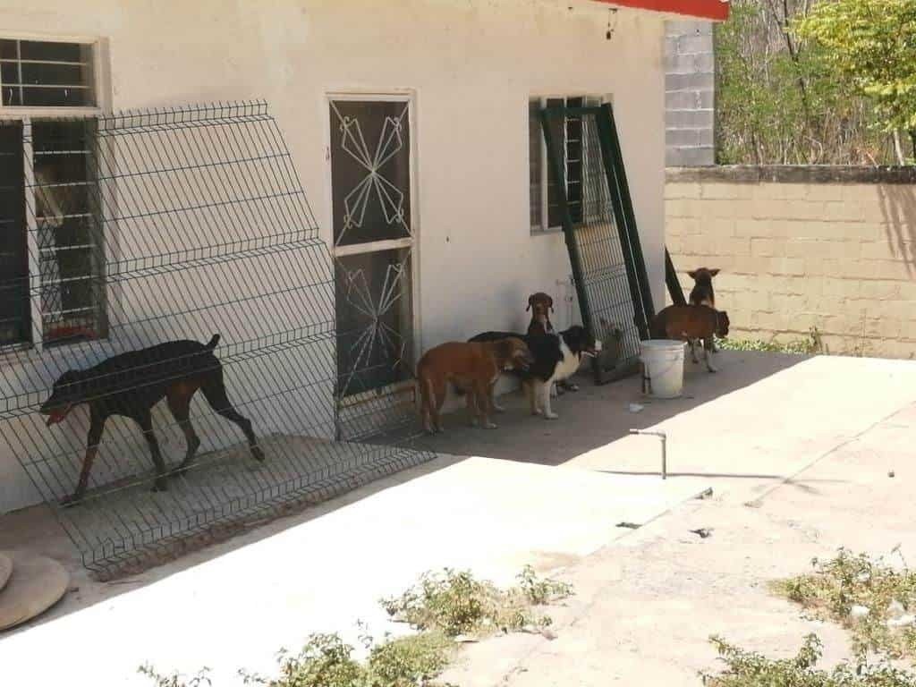 Denuncian desaparición de perros en escuela de entrenamiento en Santiago
