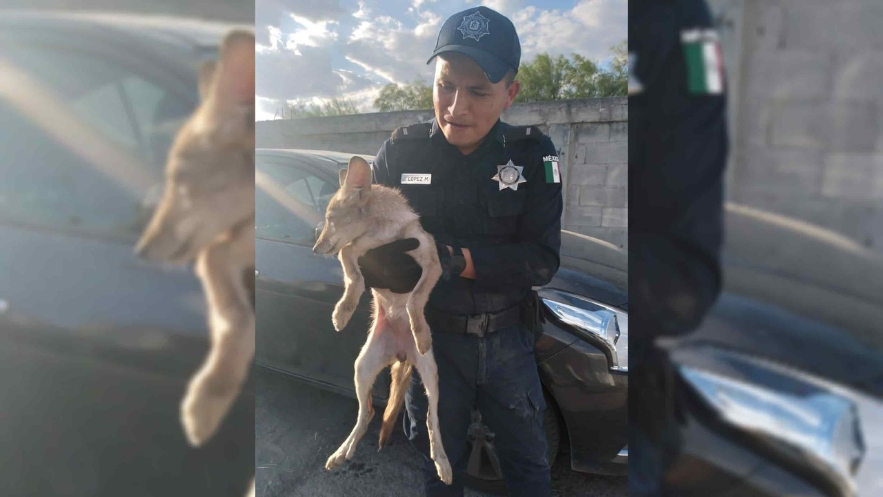 ¿Y el correcaminos? Policía de Guadalupe rescata a cachorro de coyote